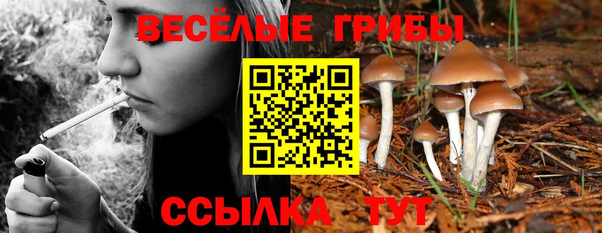 Псилоцибиновые грибы GOLDEN TEACHER Добрянка
